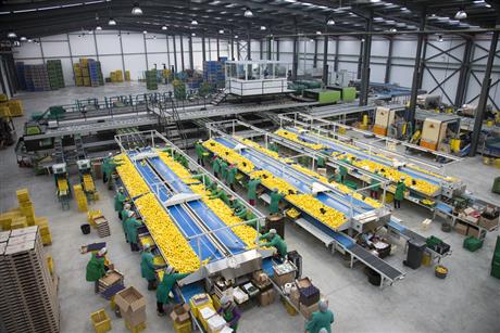 Hội chợ Giống và Nông nghiệp CNC 2019: Giải pháp phân loại rau củ quả sau thu hoạch